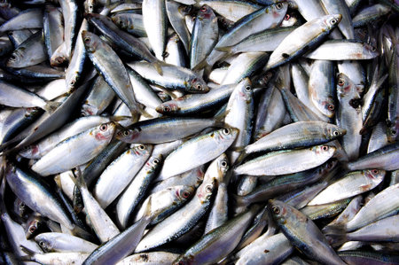 Malaysia, Penang: Sardines on the boat; fresh fish image