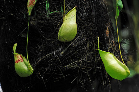 Malaysia; penang ; pitcher plant in the middle of the tropical jungleの写真素材