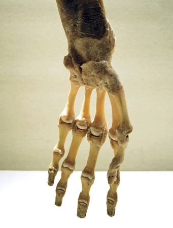 Hand skeletal; anatomical representation of a hand with all his bonesの写真素材