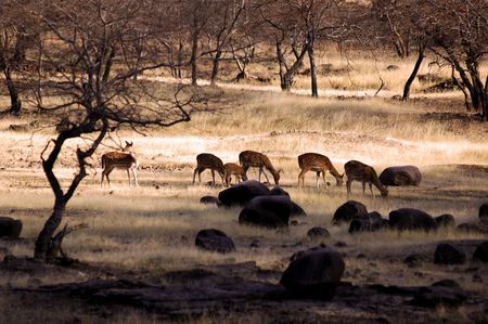 India, Ranthambore: Deers around the lake  at the end of the  afternoon  の写真素材