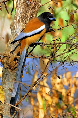 India, Ranthambore: birds around the lake  at the end of the  afternoon  の写真素材
