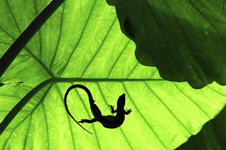 Malaysia, Penang: Flowers in the jungle;  green tropical vegetation with a silhouette of a lezardの写真素材