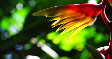 Thailand; green leaves and a red tropical flower or bird of paradise during a sunny dayの写真素材