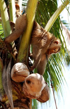 Thailand, Koh Samui is an island situated in the east coast of the Kra Isthmus with a developed tourist industry. View of monkey harvesting coconutの写真素材