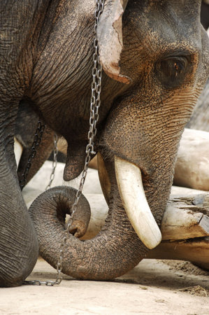 Thailand region of Chiang Mai, elephants show; view of an animal head with his trunk

の写真素材