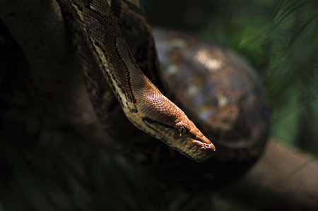 picture of a dangerous python