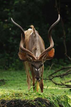 An antelope in the tropical forest. they are many species according to the size, from Royal antelope to the Elandの写真素材