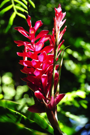 The red ginger or alpinia purpurata was born \ron the peninsula of Malaysia and belongs to the  of...