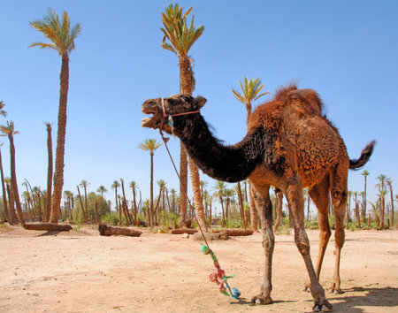 Morocco, Marrakech, Marrakesh:  blue sky; palm trees; red sand and camels; a typical image from this regionの写真素材