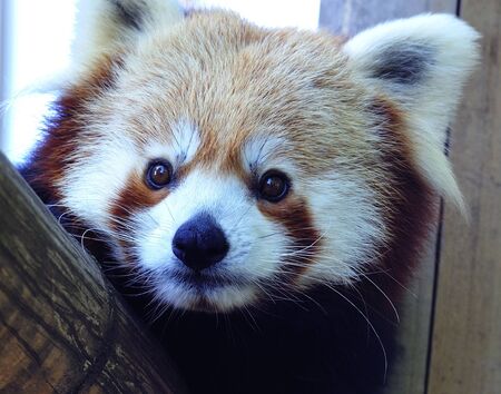 The red panda is known as well as firefox, fire cat, lesser panda or shinning cat. Is an herbivorous mammal bamboo feder leaving in Bhutan, Southern of China, India, Laos, Nepal and Burmaの写真素材