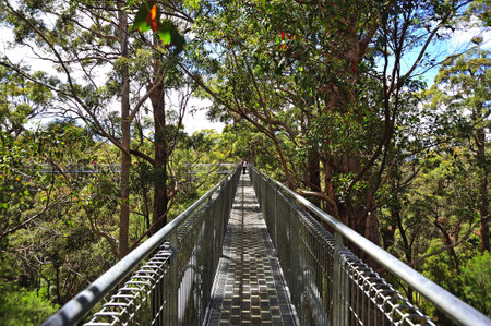 View of a giant tingle tree at the Valley of the giants tree top walk in the Walpole-Nornalup national park near the city of Walpole in western Australia の写真素材