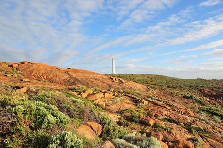 Australian typical coastline flowers. View of a meadow of pink wildflowers on sand dune at Leewin's cap near the city of Augustaの写真素材
