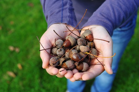 The hands of a young lady carrying some fresh acornsの写真素材