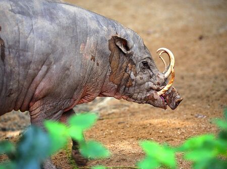 The babirusa is an omnivorous from the pig family found in Wallacea in Indonesiaの写真素材