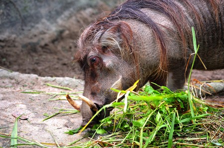 The warthog or common warthog is a pig family from africaの写真素材