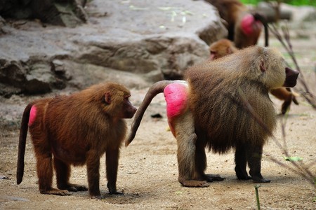 the hamadryas baboon scientifically known as papio hamadryas is a omnivorous primate and a sacred animal in ancient Egypt, Thoth attendant.の写真素材