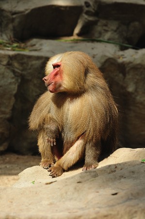 the hamadryas baboon scientifically known as papio hamadryas is a omnivorous primate and a sacred animal in ancient Egypt, Thoth attendant.の写真素材