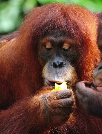 the Orangutan is an arboreal animal with long arms native to Indonesia and Malaysia rainforestsの写真素材
