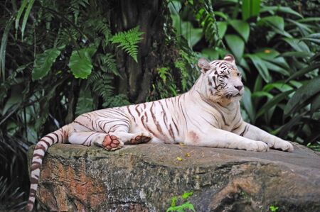 The white tiger scientifically known as panthera tigris are commonly called snow-white tiger; the animal have a white pelage with dark pale stripesの写真素材