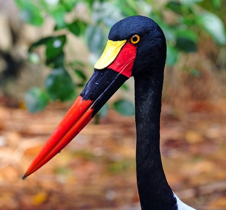  The saddle billed stork is scientifically known as Ephippiorhynchus senegalensis . This huge bird leaves in sub-saharan africaの写真素材