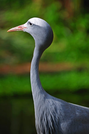 The blue crane is the national bird of South Africa. Scientifically known as anthropoides paradisea is commonly named stanley crane and paradise crane.の写真素材