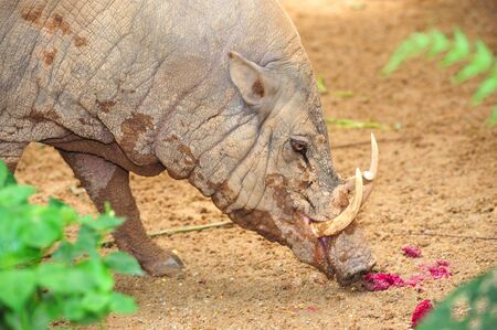 The babirusa is an omnivorous from the pig family found in Wallacea in Indonesiaの写真素材