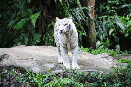 The white tiger scientifically known as panthera tigris are commonly called snow-white tiger; the animal have a white pelage with dark pale stripesの写真素材