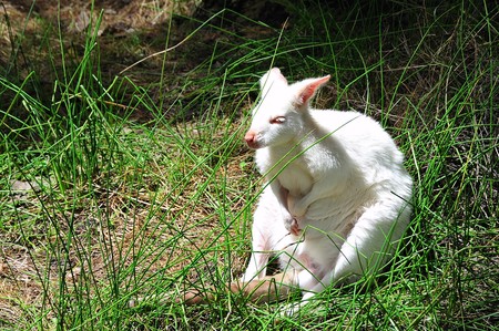 The kangoroo is a marsupial from the family of the "large foot" or macropodidae. the animal is the national symbol of Australiaの写真素材