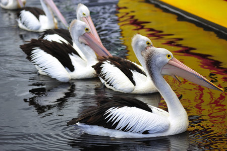 View of a nice garden with an Australian pelican showing his large pouch beak  の写真素材