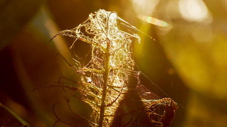 spiderの写真素材