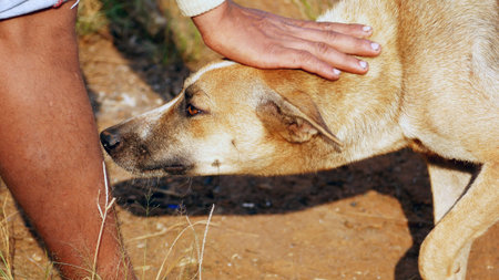 Stray dog