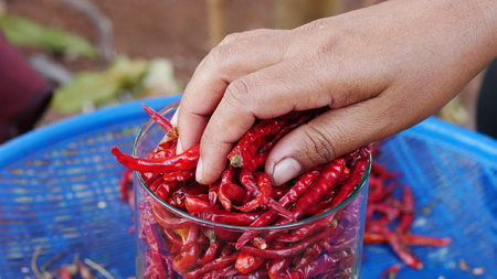 dried chilliの写真素材