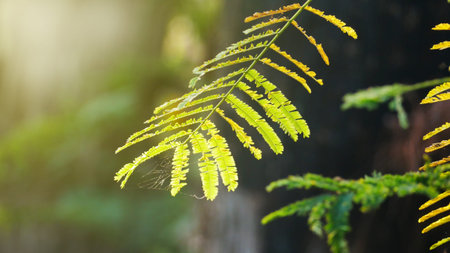 Acacia pennata