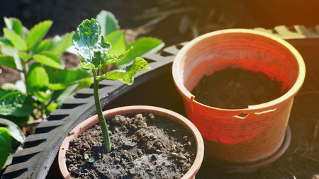 Plukenetia volubilisの写真素材