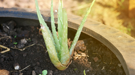 Aloe veraの写真素材