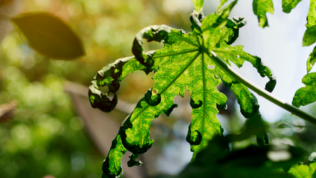 Papaya treeの写真素材