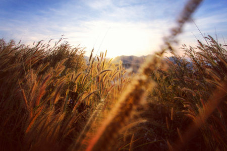 Natural  black skyの写真素材