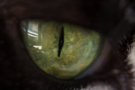 Extreme close up to the beautiful green eye of a cat, and the reflections in it, during a summer day.の写真素材