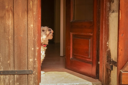 A cute little dog waiting at the doorway, looking up, on a sunny day.の写真素材