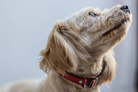 Close up of the side view of a dog looking up, waiting for something.の写真素材
