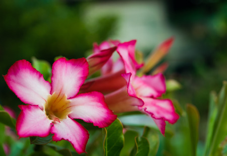 Desert Roseの写真素材