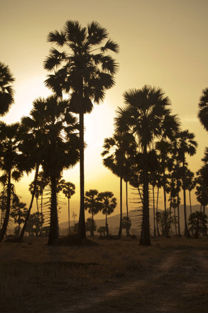 Sugar palm in thailandの写真素材