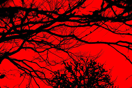 Red sky and branch の写真素材