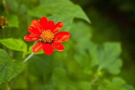 Red flower in the gradenの写真素材