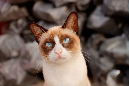 Cat is looking at somethingの写真素材