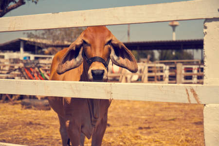 the cows in the fenceの写真素材