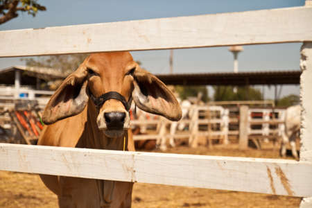 the cows in the fenceの写真素材