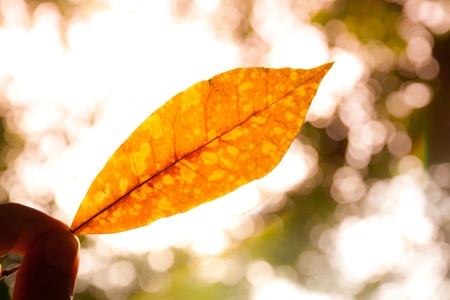 Malvaceae hibiscus flower with the sunの写真素材