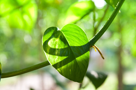 Pothos vine hanging down with the sunの写真素材