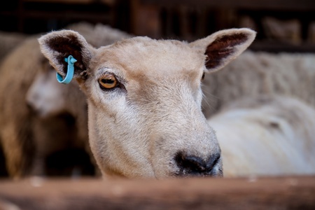 Sheep standing in the doorway of the barn.の写真素材